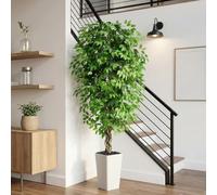 Ficus - Árboles artificiales con troncos curvados naturales, árbol sintético alto para decoración del hogar en interiores, árbol de ficus artificial verde realista (1, blanco, 6 pies)