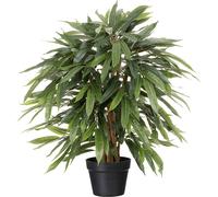 Ficus benjamina en maceta de plástico