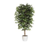 Ficus benjamina tronco natural, con maceta de cerámica