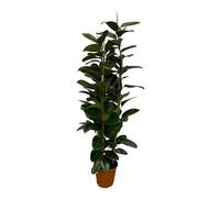 Ficus Elastica Robusta Arbusto - 170 Cm - Ø27Cm