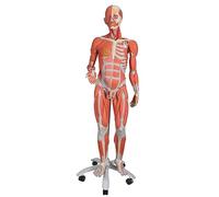 Figura con Músculos de Doble Sexo Desmontable En 45 Piezas + App de anatomía gratuita - 3B Smart Anatomy