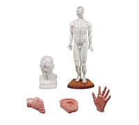 Figura de Acupuntura, Set acupuntura Figura, 5 Modelos, TCM