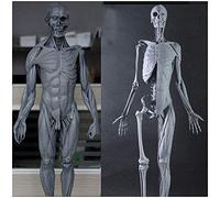 Figura de anatomía del Cuerpo Humano - Figura de anatomía Masculina de 60 cm - Modelo anatómico del Esqueleto del músculo Humano - para Estudio de Dibujo de Artistas médicos,A