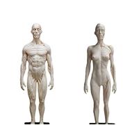 Figura de anatomía del Cuerpo Humano - Modelo anatómico de Esqueleto de músculo Humano de 2 Piezas - Material de PU Modelo de Hueso de músculo anatómico Humano - para Estudio de Dibujo de ar
