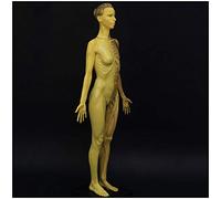 Figura de anatomía Femenina - Figura de anatomía Humana de 60 cm / 23,6 Pulgadas Figuras de Dibujo de maniquí - Modelo anatómico del músculo Esqueleto del músculo Humano - para Estudio de di