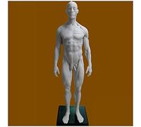 Figura de anatomía Femenina/Masculina de 30 cm Modelo de Figura de anatomía Humana - Modelo de anatomía musculoesquelética Humana para Artistas - para Estudio de Dibujo de Artistas médicos,M