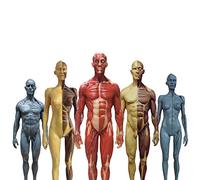 Figura De Anatomía Humana De 30 Cm Modelo De Pintura Modelo De Anatomía Musculoesquelética Humana Modelo De Hueso Músculo Humano para Artistas Médicos Estudio De Dibujo (5 Piezas),A