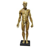 Figura de anatomía humana Modelo de anatomía muscular de 23,6 pulgadas