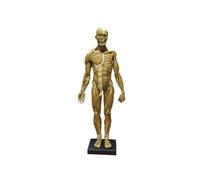 Figura de anatomía humana Modelo de anatomía muscular de 23,6 pulgadas - Figuras masculinas musculoesqueléticas del cuerpo humano Referencia anatómica