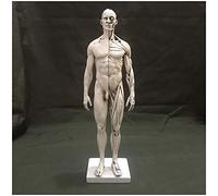 Figura de anatomía Humana - Modelo de Hueso Muscular Masculino de 11,8 Pulgadas - Modelo anatómico del Esqueleto del músculo Humano Figura de anatomía Humana Figuras de Dibujo de maniquí - R
