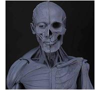 Figura De Anatomía Masculina - Modelo De Hueso del Músculo Anatómico Humano - Modelo De Anatomía Musculoesquelética Humana - Material De Resina - para Estudio De Dibujo De Artistas Médicos (