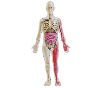 Figura de anatomía | Modelo de cuerpo humano para niños, Modelo de anatomía humana realista oscura, modelo de cuerpo humano desmontable de bricolaje, anatomía humana educativa para dones para niños