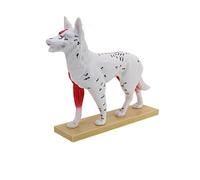Figura de enseñanza de anatomía veterinaria con detalle de órgano recortado y base de visualización para estudio de acupunto, guía de lecciones, uso de anatomía veterinaria, modelo de estudio de