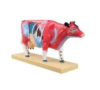 Figura de enseñanza de anatomía veterinaria con detalle de órgano recortado y base de visualización para estudio de acupunto, guía de lecciones, uso de anatomía veterinaria, modelo de estudio de