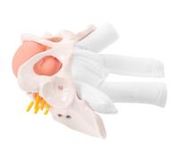 Figura de Parto con Pelvis Femenina Flexible y Muñeca | Plástico Ligero, Anatomía Realista, Pelvis Desmontable por Capas, Niño y Placenta, para Matronas
