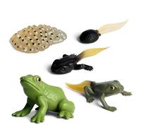 Figura del ciclo de vida de la rana: modelo de ciclo de vida establecido para ranas realistas en fase de crecimiento | Modelo de figuras de etapas de la vida de la rana para ayudas educativas y