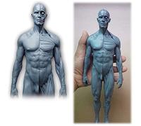 Figura Human Anatomy - 30cm / 11.8Inch Humana musculoesqueléticos anatomía Modelo - Resina la Cabeza del cráneo Anatomía del Modelo del Cuerpo del músculo óseo Modelo para Dibujo Médico Artista,A