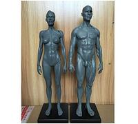 Figura Human Anatomy - Músculo esquelético Humano Modelo anatómico 11,8 Pulgadas Male Muscle Bone Model - Human Anatomy Figura Figuras Maniquí Dibujo - Petición Artista,Combination