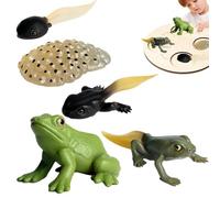 Figuras de ciclo de vida genéricas - 3D simuladas Biología Toy Kit, Science Learning Set, Realistic Butterfly Frog Turtle Stages, Professional Preschool STEM Education Gear, Durable PP Figures | Fo