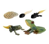Figuras De Ciclo De Vida: Juego De PP Luna Polilla Tortuga Hormiga Rana, Modelos Realistas Detallados Del Ciclo De Crecimiento Animal, Pintado A Mano Sin Olor | Juguete Cognitivo Para Niños C