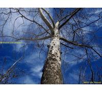 Filtro de cristal multiroscado para Canon EOS Rebel SL1 (ultravioleta (aza) 1 A