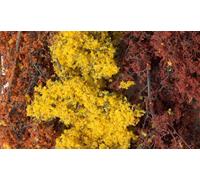 Fine Leaf Foliage - Fall Mix (Importación USA)