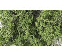 Fine Leaf Foliage - Medium Green (Importación USA)