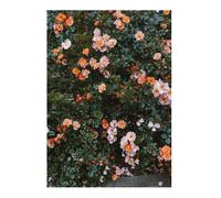 Fine Little Day Póster Rose 70 x 100 cm