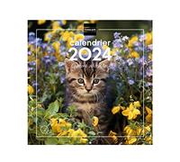 Finocam - Calendario, con imágenes, para pared, 30 x 30 cm, para Notas, de Enero de 2024 a Diciembre de 2024 (12 meses), Gatitos, francés