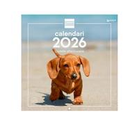 Finocam - Calendario de pared 2026 30x30 cm Mes Vista Enero - Diciembre 2026 + Sep.- Dic. 2025 (4 meses) reducidos | Calendario 2026 | Imágenes Cachorros - Catalán