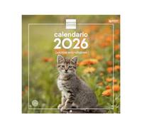 Finocam - Calendario de pared 2026 30x30 cm Mes Vista Enero - Diciembre 2026 + Sep.- Dic. 2025 (4 meses) reducidos | Calendario 2026 | Imágenes Gatitos - Español