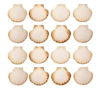 Finoly Conchas de Vieira Natural Grandes Pack 4/8/12/16 Unidades 10 x 11 cm para Cocina Decoración | Conchas de Vieiras Grandes Manualidades Artesanía DIY (16)
