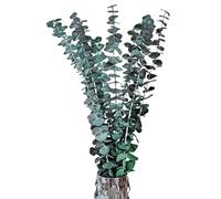 Fiorky Paquete de 10 Unidades de eucalipto seco Natural, Ramas de eucalipto secas conservadas alivian el estrés, Tallos de eucalipto preservados, Planta de Ducha, jarrón Multiusos, Relleno