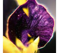 Fis - From Patterns to Details [Vinilo]