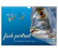fisch portrait (Wandkalender 2026 DIN A4 quer), CALVENDO Monatskalender: Erleben Sie die Schönheit und Vielfalt der Unterwasserwelt direkt in Ihrem ... und Anmut der exotischen Fische verzaubern.