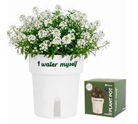Fisura - Macetero autorriego Original “I Water Myself”. Macetero autorriego 12 cm de diámetro. Maceta de riego automático Blanca. Maceta Mini para Plantas aromáticas y Plantas de jardín.