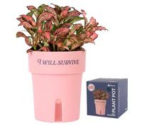 Fisura - Macetero autorriego Original “I Will Survive”. Macetero autorriego 12 cm de diámetro. Maceta de riego automático Rosa. Maceta Mini para Plantas aromáticas y Plantas de jardín.