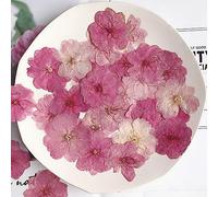 Fituenly 12 Piezas Flores De Prensado Seco Natural Sakura Flor Prensada para Joyas De Resina Pegatinas De Uñas Artes De Maquillaje Making DIY