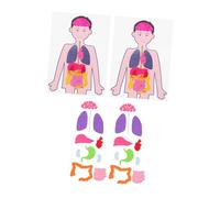 FIXOSHEE 2 Juegos Didáctico de Órganos Humanos para DIY Modelo Educativo de Cuerpo Humano para Aprendizaje y Desarrollo Cognitivo Fácil Montaje Materiales Científicos para Enseñanza