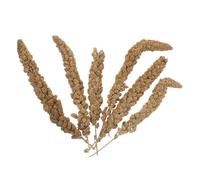 FIXOSHEE Alimento Natural para Pájaros con Mijo Espiga Snack Seco Nutritivo para Periquitos Loros Agapornis y Hámsters Promueve Actividad y Recompensa Saludable