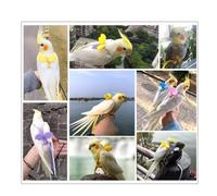 FIXOSHEE Correa de Vuelo Ajustable para Loros Arnés Rosa para Pájaros Pequeños, Cuerda Elástica de 2 M Ligera y Segura, Suministros para Mascotas de Tracción y Entrenamiento al Aire Libre