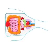 FIXOSHEE Delantal Didáctico de Órganos Humanos para Modelo Anatómico Educativo con Corazón Pulmón y Estómago Herramienta de Aprendizaje para Jardín de Infancia y Enseñanza Temprana
