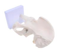 FIXOSHEE Modelo Anatómico de Esqueleto Humano de Articulación de Cadera Desmontable para Enseñanza Modelo Óseo Móvil de Anatomía Humana Detallada Herramienta Didáctica para Educación