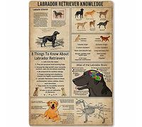 FJQWKLF Letrero de metal vintage Learn About Labrador Retriever Infografía Decoración del hogar Labrador Retriever Knowledge Posters para habitación club escuela pared arte placa 8x12 pulgadas