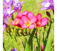 FKGNQS Bulbos De Fresia-Fresia Planta, 3bulbos, Blancas, Flores Perennes, Regalo Sorpresa Adecuado, Adecuado Para Plantas En Maceta O Flores Cortadas