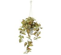 Flair Flower Filete Colgante Artificial con Maceta, Planta Artificial, Guirnalda, Planta Verde, Planta Verde, Planta de Interior, Planta trepadora, Hiedra, Hiedra, Maceta, Flor Artificial, Fittonia