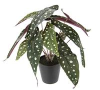 Flair Flower Planta Artificial en Maceta, Flores Artificiales, Plantas de Seda, Plantas Artificiales, Planta Decorativa, Planta Verde, Planta Artificial, Planta de Interior, Planta Verde, decoración