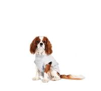 Flamingo Body Gris para perros