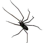 Flaroey Imanes de araña realistas, diseño de arañas lindas decoraciones para refrigerador, removibles para interiores y exteriores, calcomanías magnéticas lindas arañas para refrigerador A