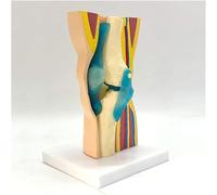 Flexible Human Knee Joint Model for Anatomy Study & Patient Education - Detailed Muscle and Ligament Structure